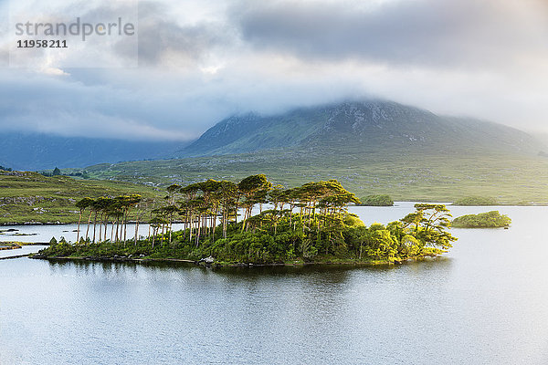 Pine Island am Derryclare Lake  Connemara  Grafschaft Galway  Provinz Connacht  Republik Irland  Europa