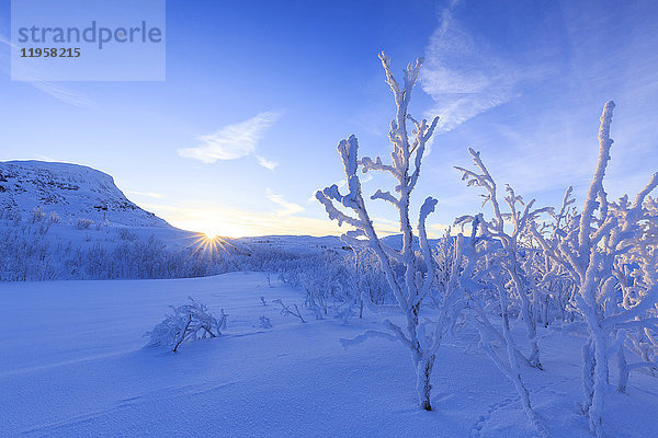 Letzte Sonne auf Frostpflanzen  Riskgransen  Norbottens Ian  Lappland  Schweden  Skandinavien  Europa