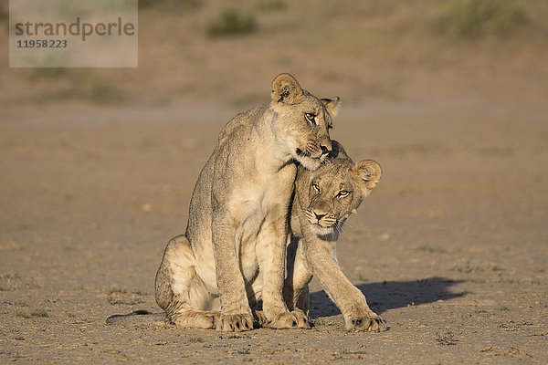 Junge Löwen (Panthera leo)  Kgalagadi Transfrontier Park  Nordkap  Südafrika  Afrika