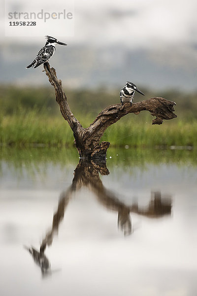 Graue Eisvögel (Ceryle rudis)  Zimanga Private Game Reserve  KwaZulu-Natal  Südafrika  Afrika