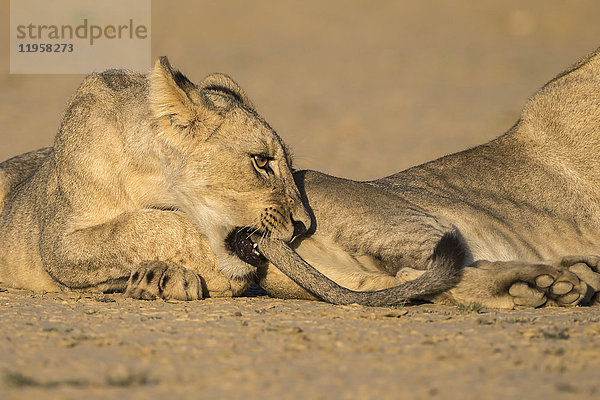 Junge Löwen (Panthera leo) beim Spielen  Kgalagadi Transfrontier Park  Nordkap  Südafrika  Afrika