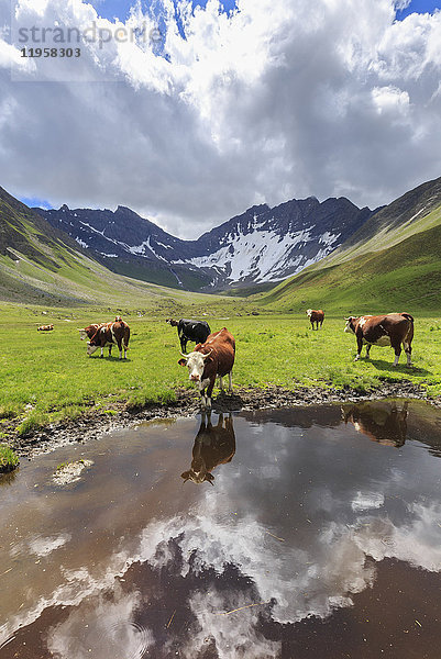 Kühe trinken in einer Pfütze im Malatra-Tal. Ferrettal  Courmayeur  Aostatal  Italien  Europa