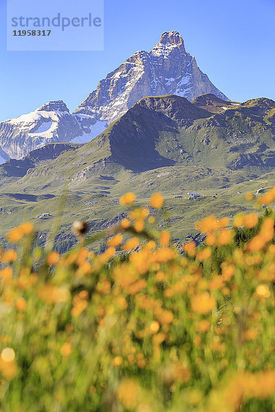 Sommerblüten mit dem Matterhorn im Hintergrund  Cheneil  Valtournanche  Aostatal  Italien  Europa