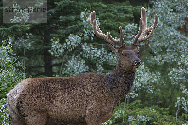 Elchbulle mit samtbedecktem Geweih im Jasper National Park  UNESCO-Weltkulturerbe  Alberta  Kanada  Nordamerika