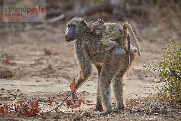 Chacma-Pavian (Papio ursinus)  Säugling auf seiner Mutter reitend  Krüger-Nationalpark  Südafrika  Afrika