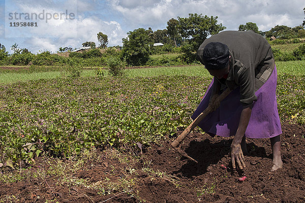 Eine Frau erntet Süßkartoffeln auf einem Feld  Äthiopien  Afrika