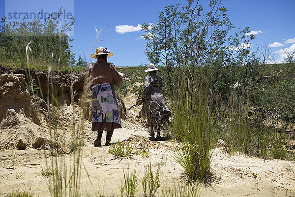 Frau pflanzt Bäume in einer Donga  einer trockenen  von fließendem Wasser gebildeten Rinne  um den Boden zu binden  Lesotho  Afrika