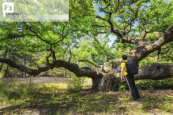 Ukraine  Gebiet Dnepropetrowsk  Bezirk Nowomoskowsk  Mann neben Eiche (Quercus) stehend