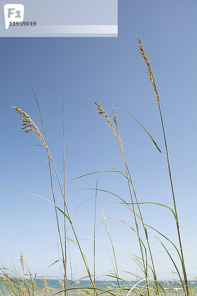 Marram-Gras gegen blauen Himmel
