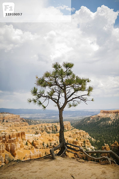 USA  Utah  Einzelner Baum im Bryce Canyon National Park