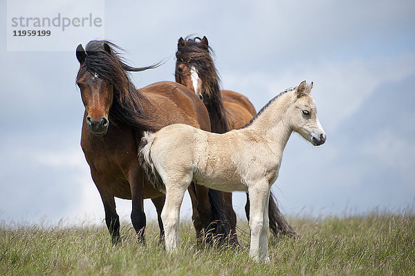 Walisische Ponys und Fohlen auf dem Moorgebiet Mynydd Epynt  Powys  Wales  Vereinigtes Königreich  Europa
