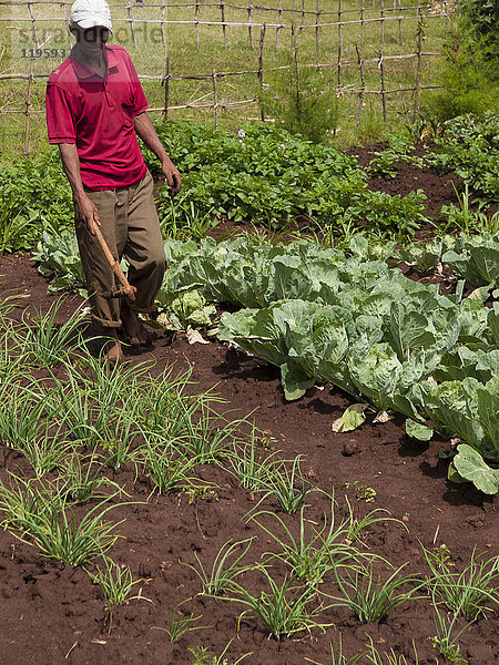 Ein Bauer geht in seinem Gemüsefeld spazieren  Äthiopien  Afrika