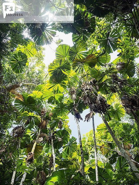 Grüne Blätter der Fächerpalme (Licuala grandis) im Regenwald