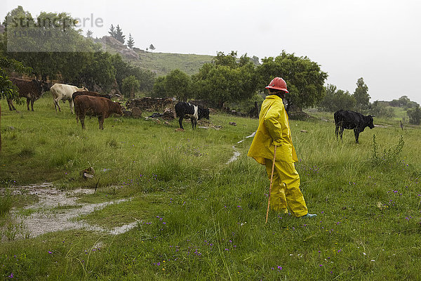 Ein Bauer trägt einen gelben Regenmantel und einen Schutzhelm  um sich vor dem starken Regen zu schützen  während er sein Vieh hütet  Lesotho  Afrika