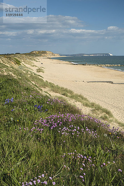 Seerosen  Hengistbury Head Beach  Poole Bay  Bournemouth  mit Isle of Wight im Hintergrund  Dorset  England  Vereinigtes Königreich  Europa