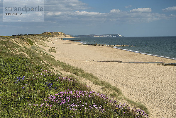 Seerosen  Hengistbury Head Beach  Poole Bay  Bournemouth  mit Isle of Wight im Hintergrund  Dorset  England  Vereinigtes Königreich  Europa
