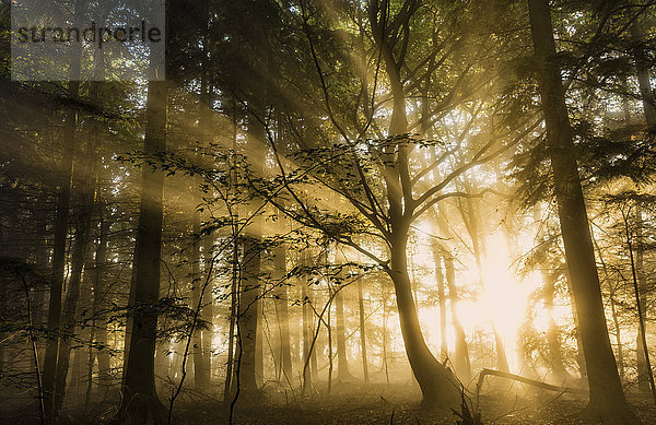 Sonnenstrahlen  die durch einen nebligen Herbstwald brechen  Limpsfield Chart  Oxted  Surrey  England  Vereinigtes Königreich  Europa