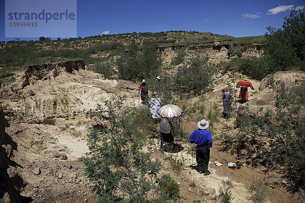 Frauen pflanzen Bäume in einer Donga  einer von fließendem Wasser gebildeten trockenen Rinne  um den Boden zu binden  Lesotho  Afrika