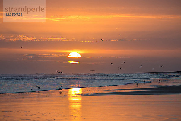 Sonnenaufgang von Bamburgh Beach mit Möwen in der Silhouette und Sonne orange Kugel  Bamburgh  Northumberland  England  Vereinigtes Königreich  Europa