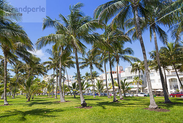 Ocean Drive und Art Deco Architektur mit Blick durch Palmen  Miami Beach  Miami  Florida  Vereinigte Staaten von Amerika  Nordamerika