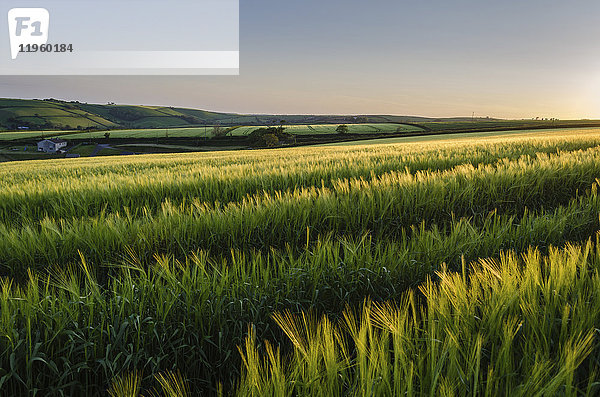 Ländliche Landschaft mit Blick über Felder mit Feldfrüchten bei Slapton  Devon.