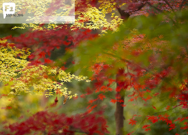 Sattes  leuchtend gelbes und rotes Laub auf japanischen Ahornbäumen.