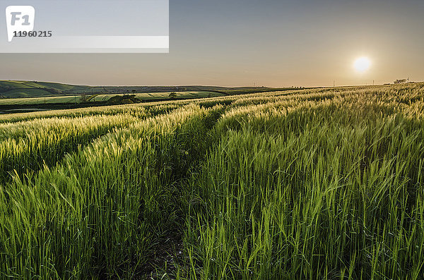 Ländliche Landschaft mit Blick über Getreidefelder in der Nähe von Slapton  Devon bei Sonnenuntergang.