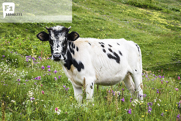 Eine Kuh mit einem weiß und schwarz gefleckten Fell  stehend im Grasland  Wiesenweide mit Wildblumen  Georgien.
