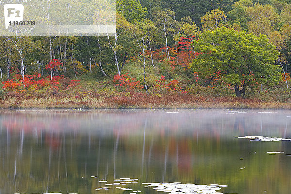 Blick über einen ruhigen See auf Bäume mit herbstlichem Laub  Nebel über dem See und Spiegelungen der Birken und Ahorne im Wasser.