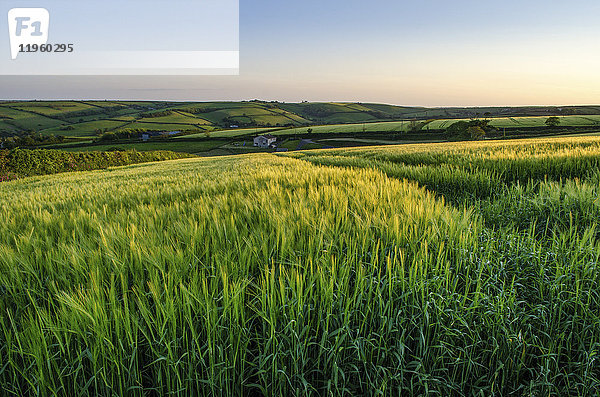 Ländliche Landschaft mit Blick über Getreidefelder in der Nähe von Slapton  Devon bei Sonnenuntergang.