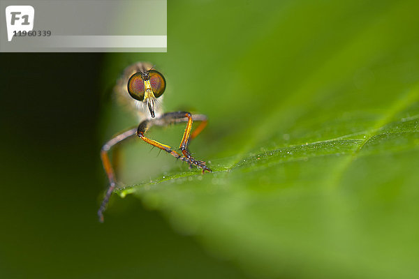 Nahaufnahme eines fliegenden Insekts  das auf einem grünen Blatt sitzt.