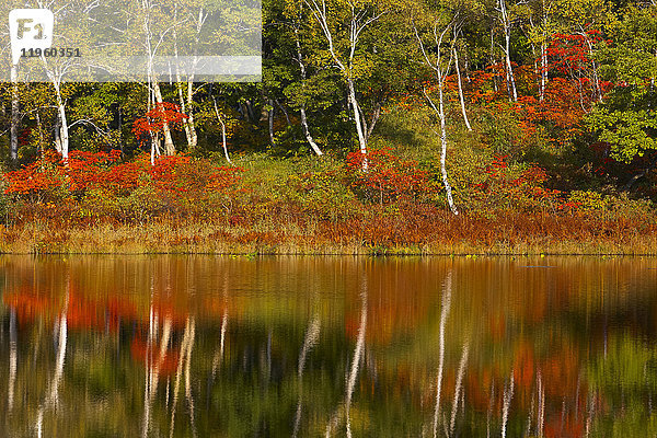 Blick über einen ruhigen See auf Bäume mit herbstlichem Laub und Spiegelungen der Birken und Ahorne im Wasser.