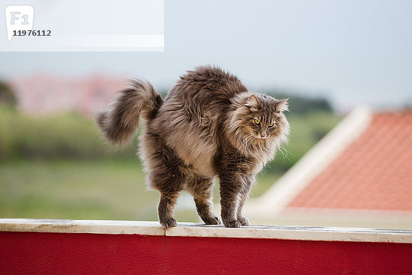 Norwegische Waldkatze streckt sich