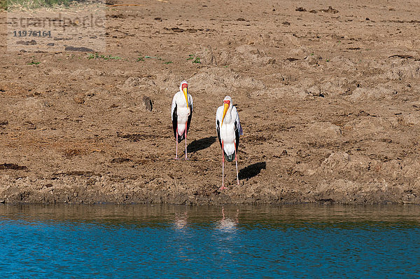 Gelbschnabelstorch (Mycteria ibis)  Lualenyi-Wildreservat  Tsavo  Kenia