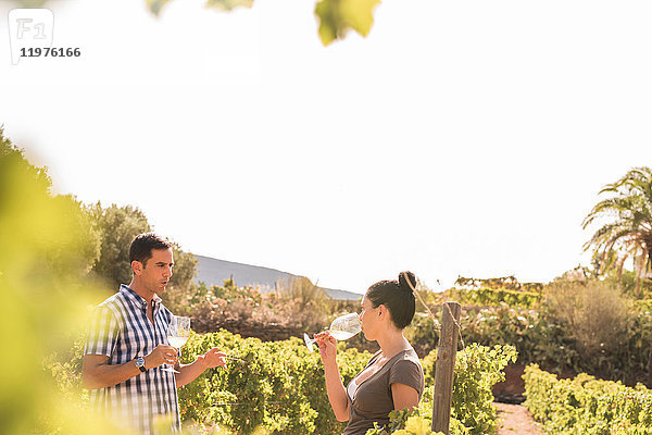 Weinverkostung von Weißwein im Weinberg  Las Palmas  Gran Canaria  Spanien