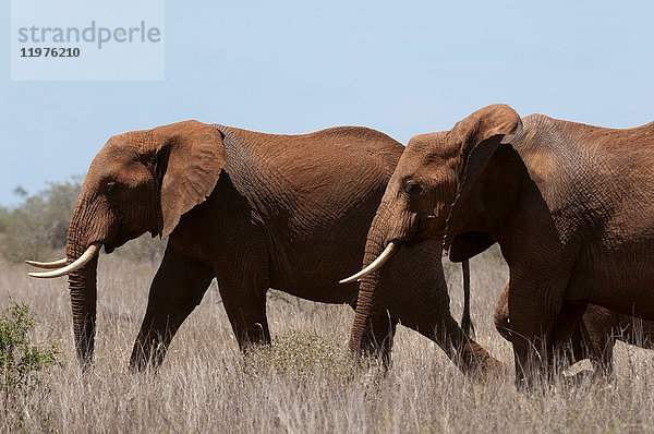 Elefanten (Loxodonta africana)  Lualenyi-Wildreservat  Tsavo  Kenia