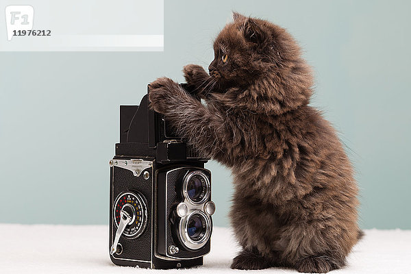 Persisches Kätzchen untersuchende Kamera