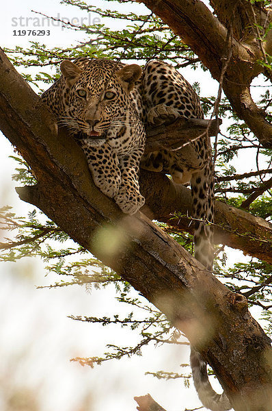 Leopard (Panthera pardus) auf einer Baumkrone  Masai Mara  Kenia