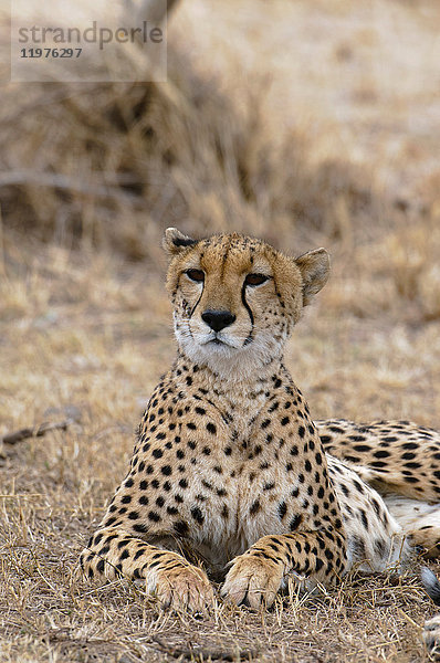 Gepard (Acinonyx jubatus)  Masai Mara  Kenia