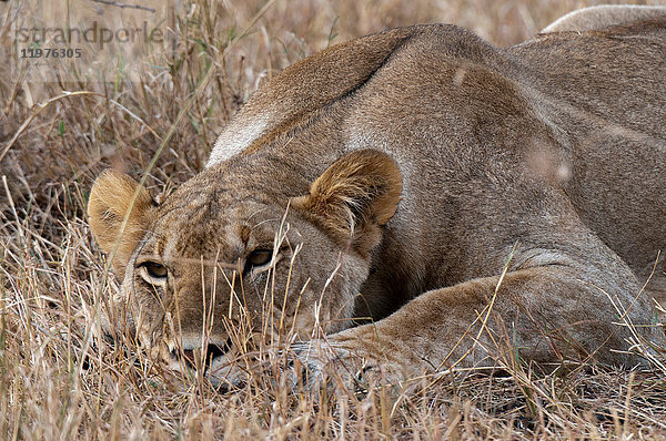 Porträt der Löwin (Panthera leo)  Nahaufnahme  Maasai Mara National Reserve  Rift Valley  Kenia  Afrika