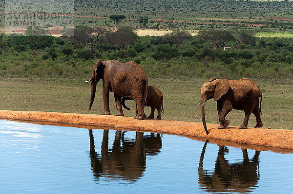 Elefanten (Loxodonta africana)  Tsavo-Ost-Nationalpark  Kenia