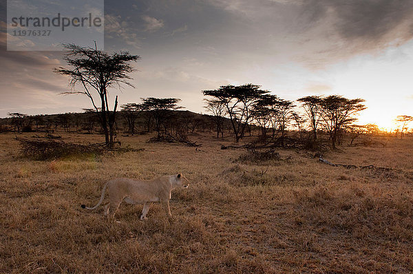 Löwin (Panthera leo)  Wanderung bei Sonnenuntergang  Maasai Mara National Reserve  Rift Valley  Kenia  Afrika