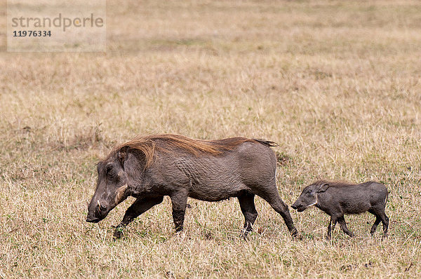 Warzenschwein (Phacochoerus aethiopicus) und Ferkel  Masai Mara  Kenia