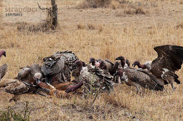 Geier fressen Topi  Masai Mara  Kenia