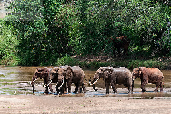 Elefanten (Loxodonta africana)  Tsavo-Ost-Nationalpark  Kenia