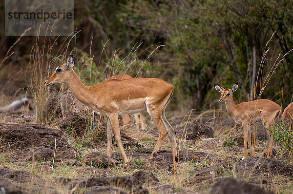 Impala (Aepyceros melampus)  Maasai Mara National Reserve  Rift Valley  Kenia  Afrika
