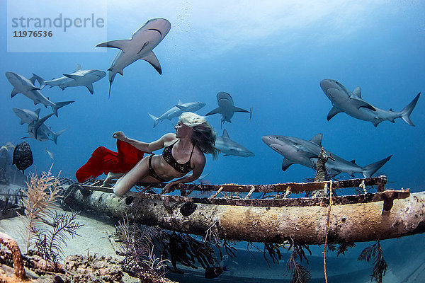 Unterwasseransicht einer Freitaucherin im Bikini mit Blick zurück auf Riffhaie  Bahamas