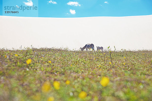 Esel und Fohlen grasen im Jericoacoara-Nationalpark  Ceara  Brasilien  Südamerika