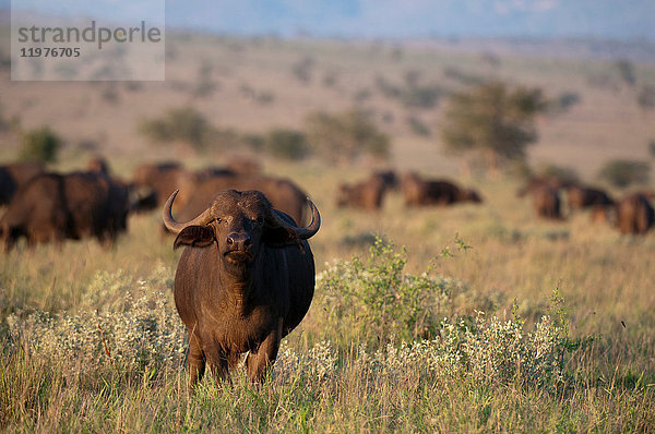 Afrikanischer Büffel (Syncerus caffer)  Lualenyi-Wildreservat  Tsavo  Kenia