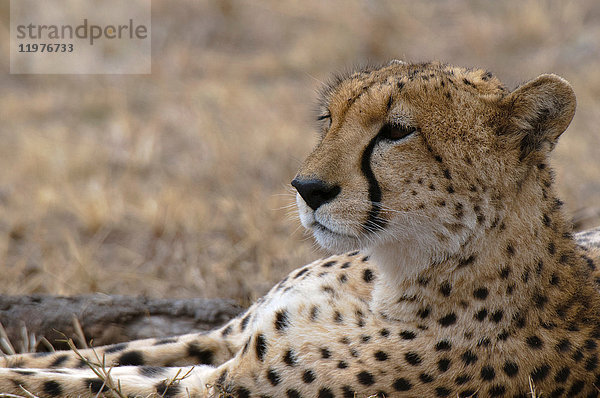 Gepard (Acinonyx jubatus)  Masai Mara  Kenia